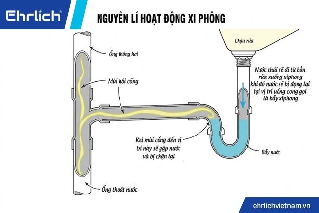 xyphong lavabo là gì (3)